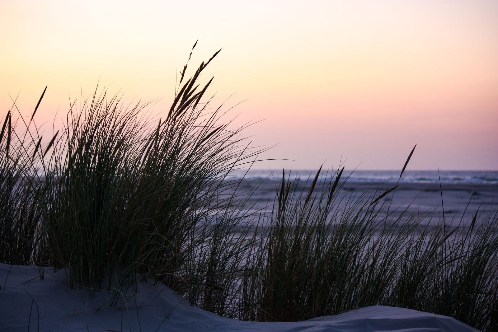 Helmgras op een duin in Friesland bij zonsopkomst, met het strand en de zee op de achtergrond onder een zachtroze lucht