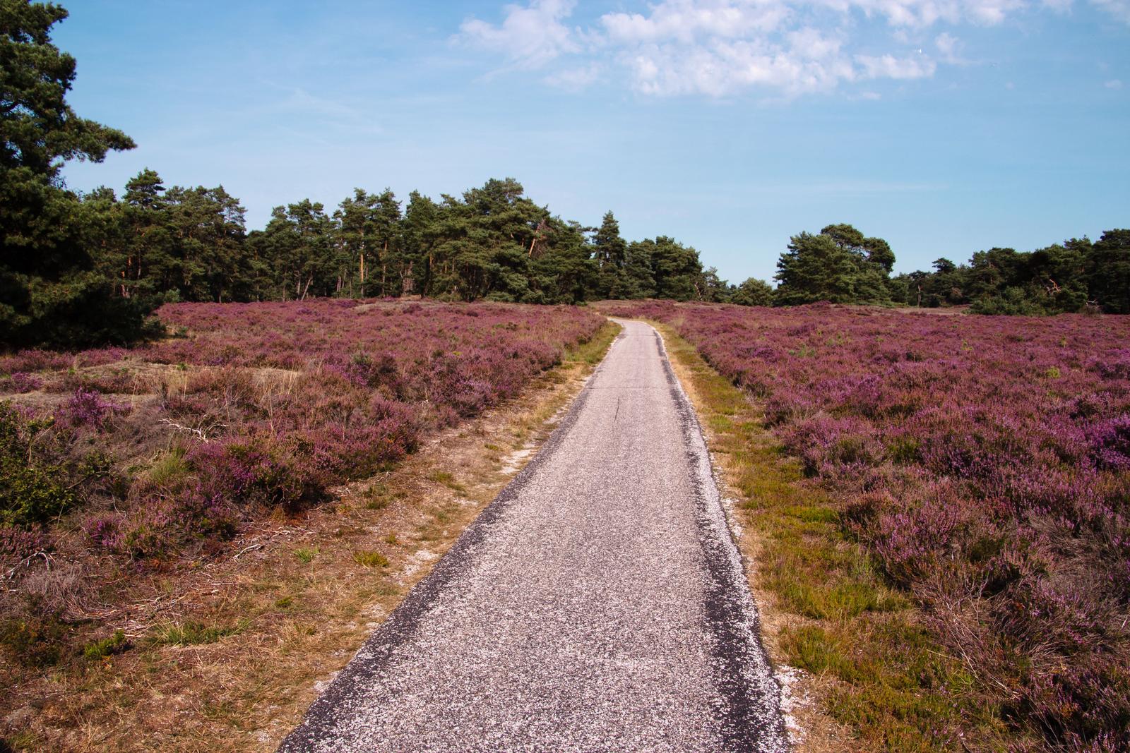 Zandpad door bloeiende paarse heide naar een dennenbos onder een blauwe lucht